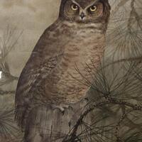 Vintage Owl Watercolor Painting, Canadian Artist Don Li-Leger, 1978
