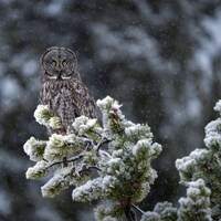 Great Grey Owl in the Snow - High quality giclee print