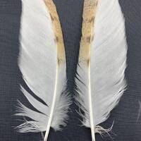 2 matched Cruelty free Foraged Barn owl feathers. Medium. Very limited edition.