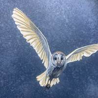 Night Owl "CAUGHT ON CAMERA"   Hand Painted Original Painting.