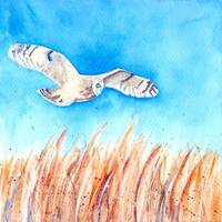 Original Watercolour Painting .. ‘Small Owl over North Northumberland , Sand dunes, Summertime