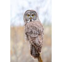 Great Gray Owl Wall Print, Metal Prints, Bird Nature Photography, Wildlife Birding, Canvas Wrap Art,