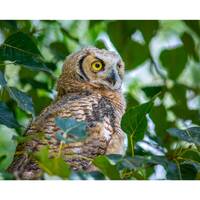 Great Horned Owl Wall Print, Metal Prints, Nature Photography, Wildlife Canvas Wrap Art, Birds Of Pr