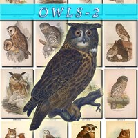 OWLS-2 Collection of 210 vintage images Eagle-Owl Bubo asio Otus Strix etc. High resolution digital 