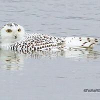 Snowy Owl Print | Floating Owl Photo | Owl in Water | Swimming Snowy Owl | Unique Bird Wall Art | Ho