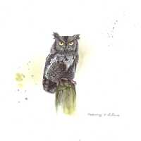 Watercolor eastern screech owl