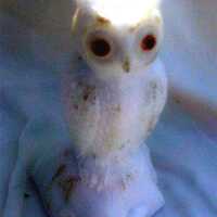 WESTMORELAND GLASS COMPANY &ndash; Owl &ndash; Figural