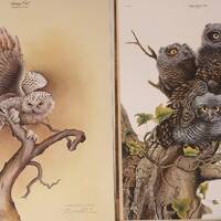 2 Vintage Jim Oliver Prints Snowy Owl Baby Screech Owls Lot Original Folders