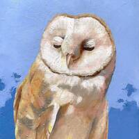 Barn Owl - Original Oil Painting, Bird Portrait Art, 9x12