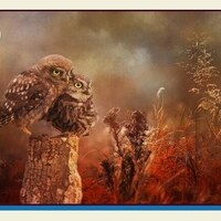 BBP-009 - PAIR OF Cuties Baby Owls Quilt Panel, Focus On Fabric, Panel Size:  18" x 12"