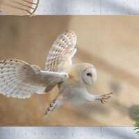 Barn Owl Rug, Before Attack Rug, Wildlife Rug, Animal Rugs, Decorative Rug, Area Rug, Large Rug, Coo