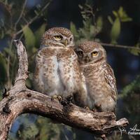 Spotted owlet buddies Photo Print, owl Photography, Wall Art