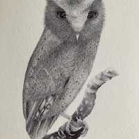 Serendib Scops Owl
