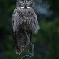 Great Grey Owl dark vertical portrait - Giclee prints