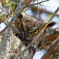 Great Horned Owl Professional High Quality Bird Photography Digital Download, Nature Photos for Bird