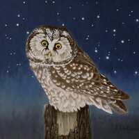 Boreal owl, an original painting of an owl.