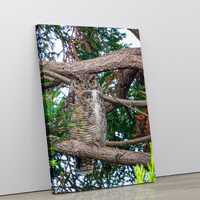 Owl Wall Art, Redwood Forest Wildlife Photography Print | Cabin Wall Decor
