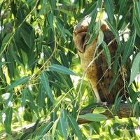 Barn Owl Photo | Owl Lover Gift | Nature Wall Art | Home Office Restaurant Décor | FeatherWin