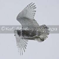 Snowy Owl in Flight
