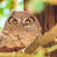 Wildlife Photo: Wild Baby Great Horned Owl
