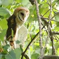 Barn Owl Photo | Bird Photography | Owl Lover Gift | Nature Wall Art | Home Office Restaurant D&eacu