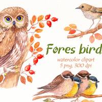 Watercolor Fall birds clipart, forest bird, owl png, tit clipart, sparrow, nightingale woodland clip