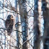 Barred Owl in Poplar Forest Fine Art Canvas Print