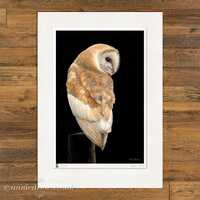 Wildlife Art Print, Barn Owl