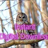 Barred Owl Photograph: Vermont Wildlife Art Print (Digital Download)