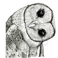 barn owl line drawing, owl drawing, barn owl art, ink drawing, gift, gift for her, digital download 