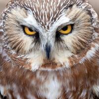 Saw-Whet Owl