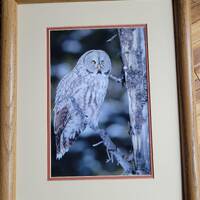 Barred Owl - signed, color photo, C Thomas Hoff