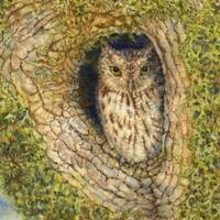 Western Screech Owl watercolor illustration from "Secrets of the Oak Woodlands."