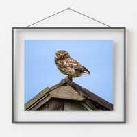 Little Owl Photography Print | Wildlife & Nature Wall Art | Animal Home Decor Poster | Bird Love