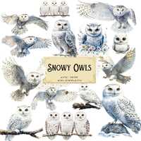 Snowy Owl Clipart, Floral Snowy Owl Clipart, Baby Snowy Forest Owl Clipart, Baby Shower Birthday PNG