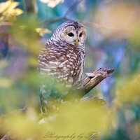 Barred Owl nestled in Fall foliage, Voluntown, Connecticut