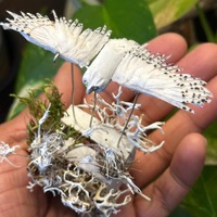 Snowy Owl Automata- Handmade