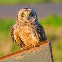 Short-eared Owl Greeting Card | Wildlife Animal Card | Bird Greetings Card | Wildlife Card | Blank C