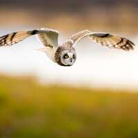 Short-Eared Owl | color photograph, fine art, wall art print, wall decor, animal photo, wildlife pho