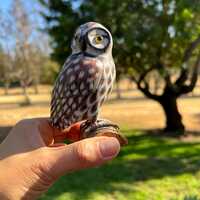 Vintage Mid-Century Hand Crafted Wooden Owl, 4.5"