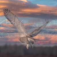 Snowy Owl in Flight Pastel Sky Wildlife Nature Photography Digital Download Printable Photo Home Dec