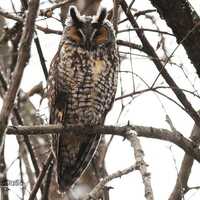 Long Eared Owl Photo | Owl Wall Décor | Bird Wall Hanging | Raptor Photograph | Home Office S