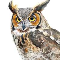 Owl PNG Printables Set Of Four Owls Digital Illustrations With Transparent Backgrounds Wildlife Wate