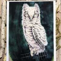 The Owlet - Fine Art Print - Owl Wall Art
