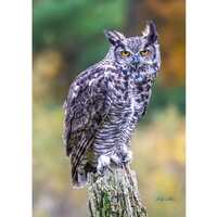 GREAT-HORNED OWL  ready to hang Dye Sublimation Photo /Wildlife photo / Wild Bird Print / Owl photo 