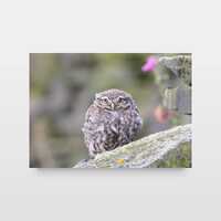 MJR Photography | Little Owl | Photo | Print | A4