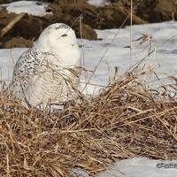 Snowy Owl Photo | Arctic Bird Art | Owl in Snow | Avian Lobby Wall Art | Home Office Nature Dé