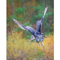 GREAT-HORNED OWL in Flight #2  ready to hang Dye Sublimation Photo /Wildlife photo / Wild Bird Print