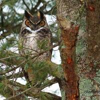Great Horned Owl Photo | Nature Art | Owl Décor Bird Art | Raptor Photography | Predator | Ho