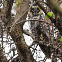 Long Eared Owl Photo | Owl Wall Décor | Bird Wall Hanging | Raptor Photograph | Home Office S